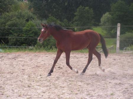 un petit T