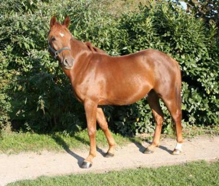 ondin de tannach