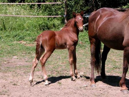 recital des morins
