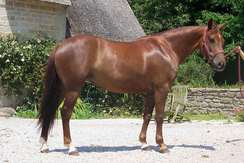 nijadel