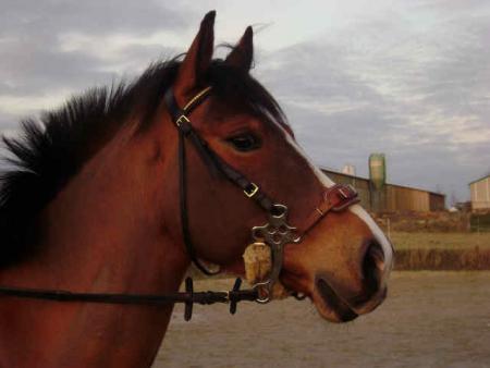 mon linaro daineger