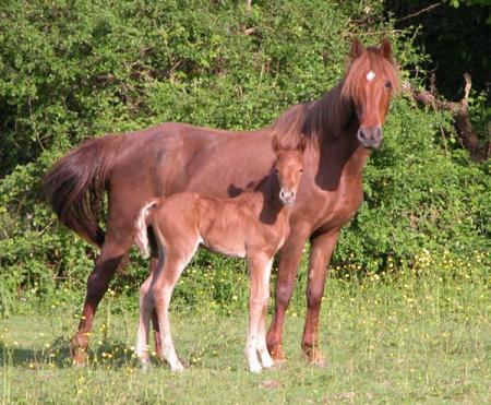 qanelle des morins