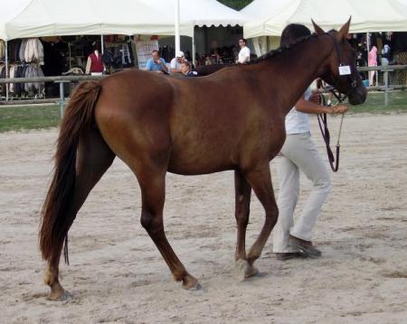 samba du val fleuri 