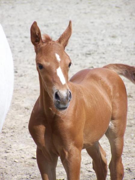 un dix d'epona